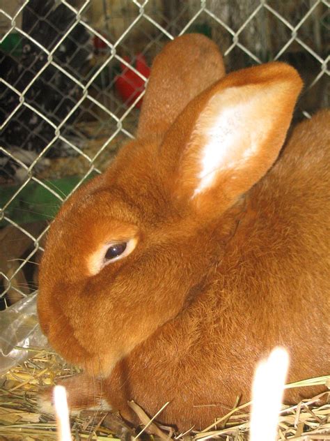New Zealand Red rabbit - Wikipedia | Rabbit breeds, New zealand rabbits ...