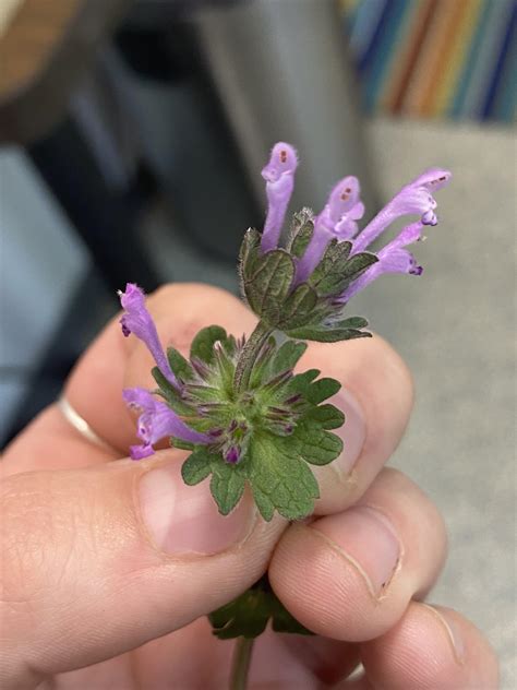 What is this cute little weed with purple flowers? (CO) : r