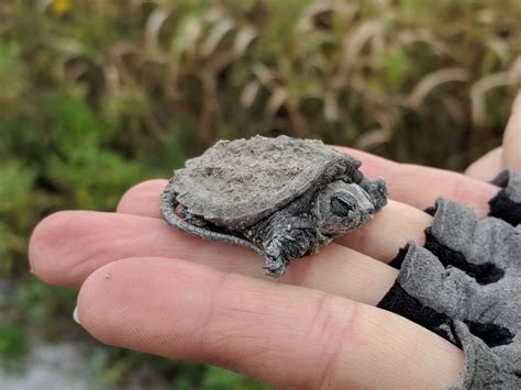 Caring for a Baby Snapping Turtle