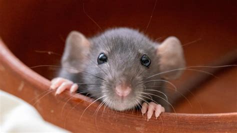 dumbo ratte dwergrat