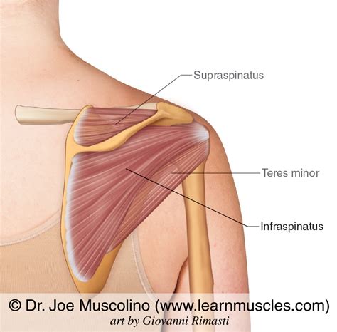 Subscapularis Muscle