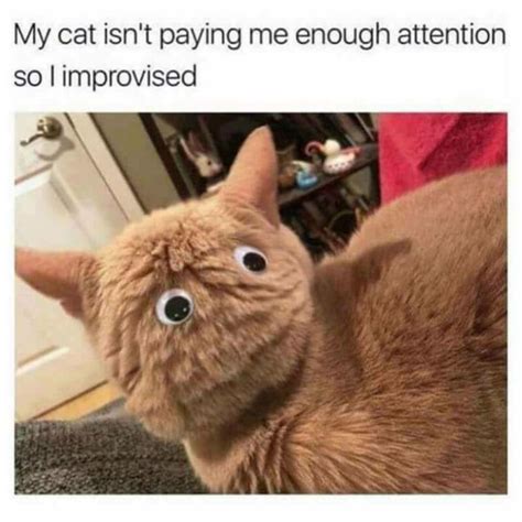 cat memes  show whos  real boss inspirationfeed