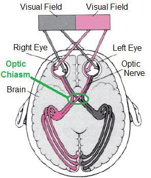 detail   optic chiasm area   human optic system