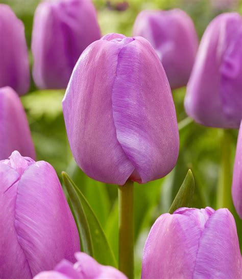 purple tulips spring flowers tulip purple prince bulbs single early