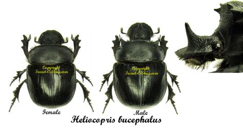 heliocopris bucephalus insect collectors shop collectionneur