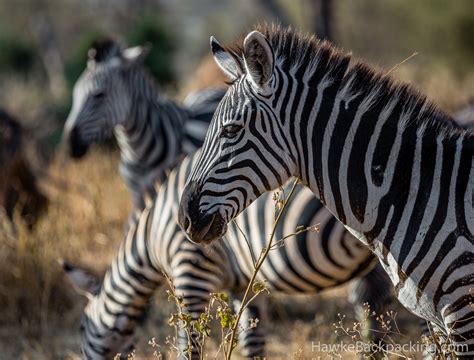 Tarangire National Park - HawkeBackpacking.com