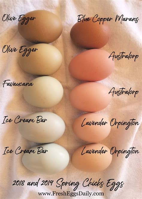 chicken breed egg color 3