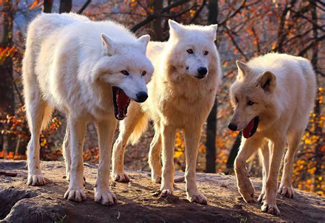 Unedited Version of The Laughing Wold Meme : r/MemeRestoration