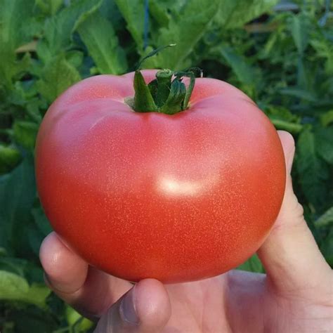 Вкусный помидор розовый: описание сортов - Все о теплицах