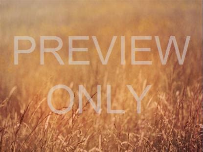 amber fields   life scribe media worshiphouse media