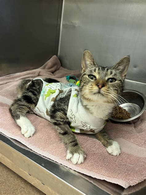 Chenango SPCA | Norwich NY