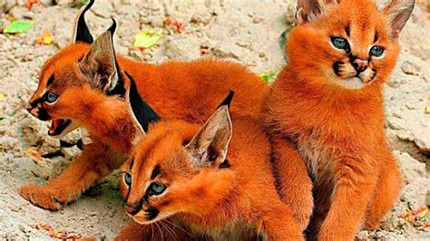 5 VERY RARE AND UNUSUAL CATS - BLion