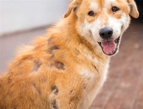 dog  scabs   fur