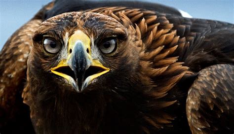 Hoy se celebra el Día Nacional del Águila Real | Capital México