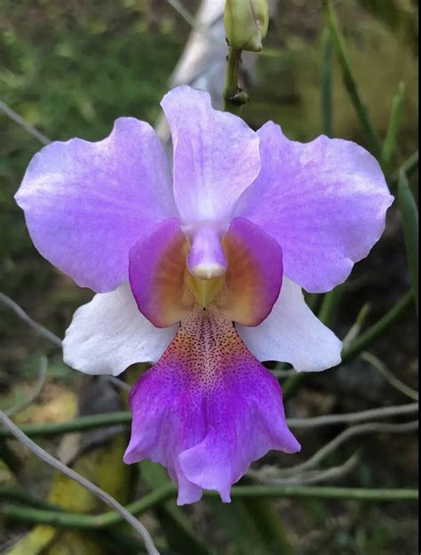 orchid plants vanda teret  joaquim papilionanthe  joaquim ebay