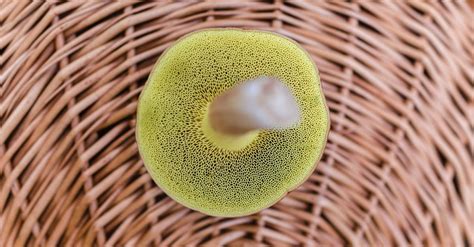 Close Up Photography of Green Sponge · Free Stock Photo