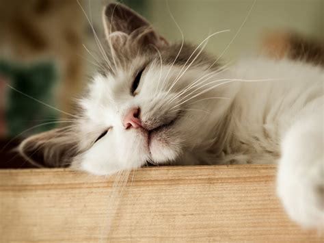 signs  cat  happy spot pet insurance