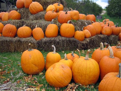 Pumpkin Patch