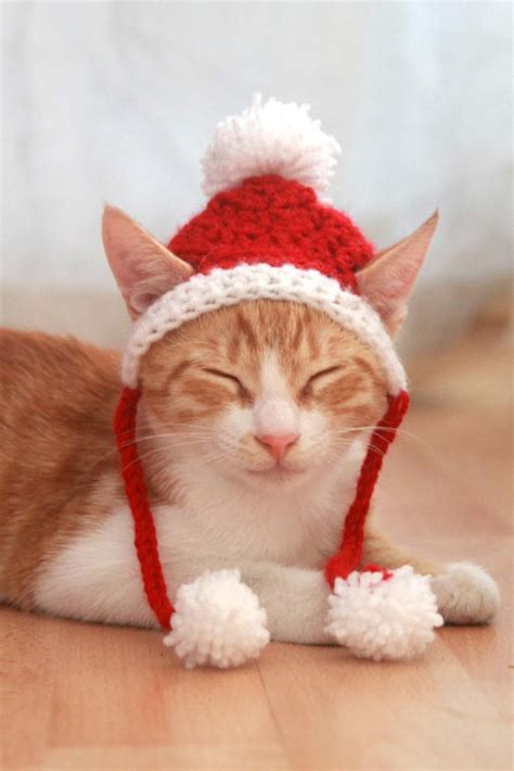 Santa Hat for Cats Cat Santa Hat Holiday Cat Hat Christmas | Etsy