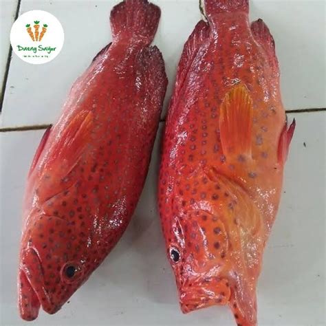 jual ikan kerapu ikan sunu merah kg shopee indonesia