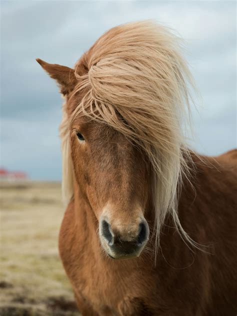 Chestnut horse with lush mane on pasture · Free Stock Photo