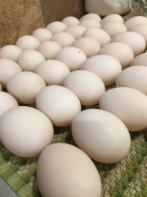 Free Range Duck Eggs/Dozen — Wildflowers and Tumbleweeds