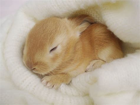 sleepy baby bunny