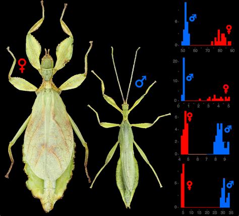 Sexual dimorphism in P. philippinicum. Pictures display an adult female ...