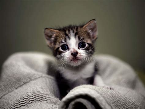 Download Kitty Cat Pictures 2048 X 1536 | Wallpapers.com