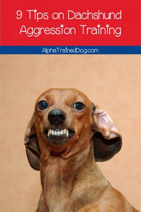 9 Mind-Blowing Tips on Dachshund Aggression Training - Alpha Trained Dog