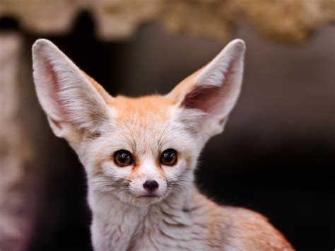 fennec fox in the wild Brown fennec fox, fennec, animals hd wallpaper