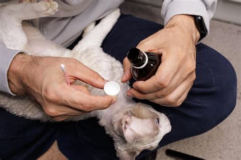 Premium Photo | A solution for cleaning the cat's ear is poured into a ...