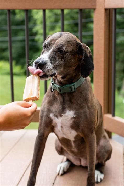 Dog Popsicles - The Almond Eater