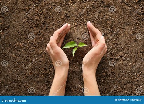 O Que Segura A Planta No Solo