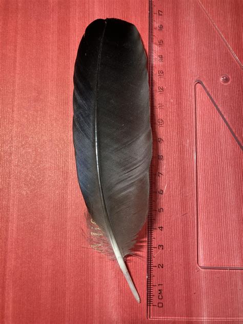 Experts Are Freaking Out: The Lyra Crow Leak—Here's Why YOU Should Care! Image 20