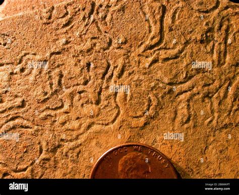 trace fossil  res stock photography  images alamy
