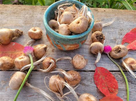 how to grow saffron in home