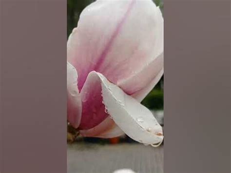 28.04 магнолия суланжа альба суперба в цфо #garden #flower #plant #дача ...