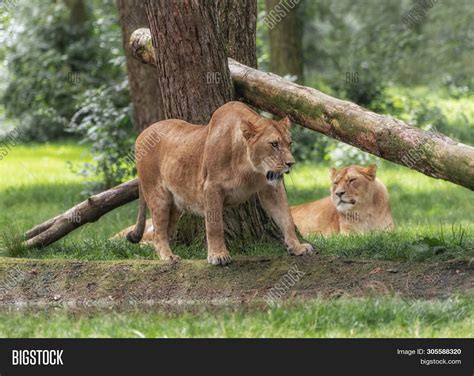 lion pack portrait image photo  trial bigstock