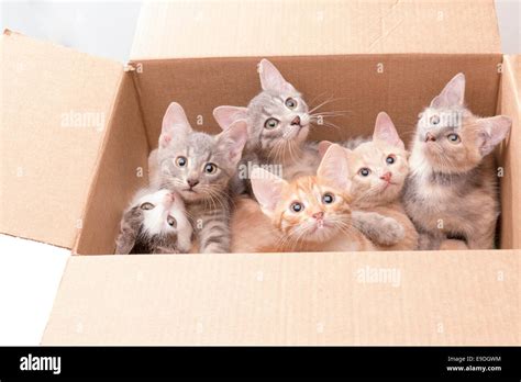 funny little kittens in a box Stock Photo - Alamy