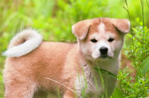 Miniature Akita: Everything You Always Wanted To Know