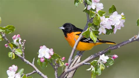 Spring Birds Wallpapers - Wallpaper Cave