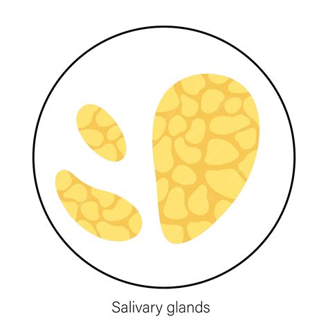 Premium Vector | Salivary gland concept