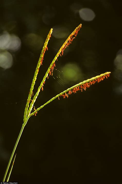 Eastern Gamagrass (Tripsacum dactyloids)