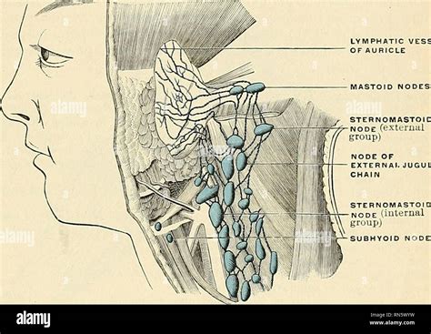 anatomy descriptive  applied anatomy  lymph nodes