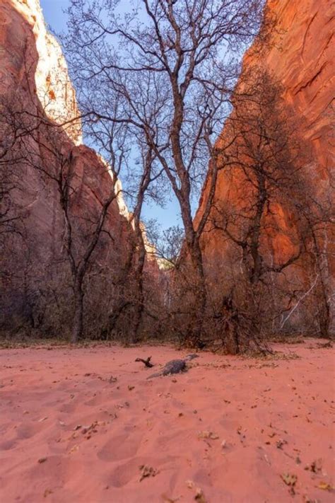 kolob canyon hikes  trails  hike   quiet area  zion