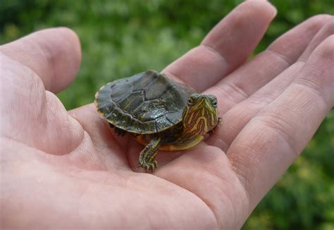 40 Adorable Pictures of Baby Turtles | Reader’s Digest