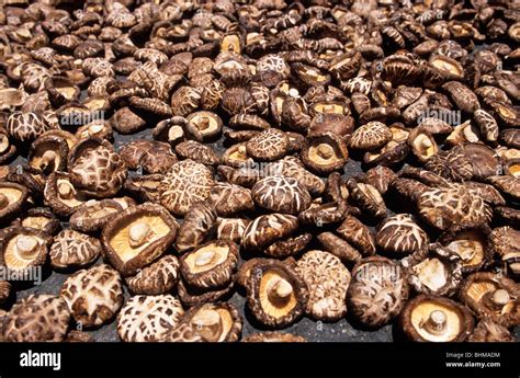 Dried Shiitake Mushrooms Stock Photo - Alamy