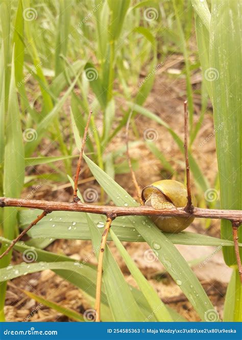 Snail Hiding in the Tall Grass Stock Image - Image of tree, tiny: 254585363