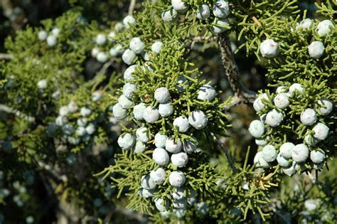 File:Juniper.jpg - Wikimedia Commons